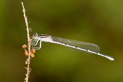 Familiar Bluet damselfly female