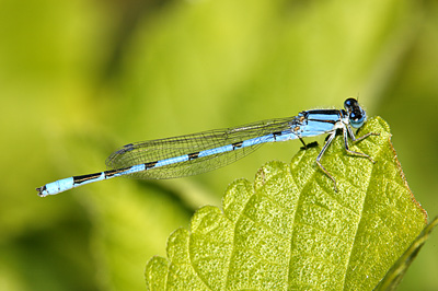 Familiar Bluet damselfly (male)