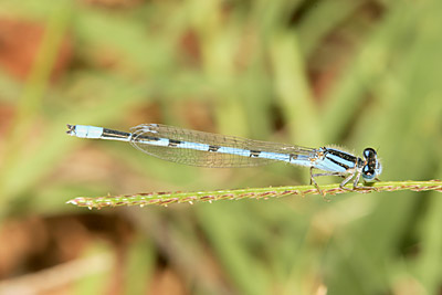 Familiar Bluet damselfly (male)