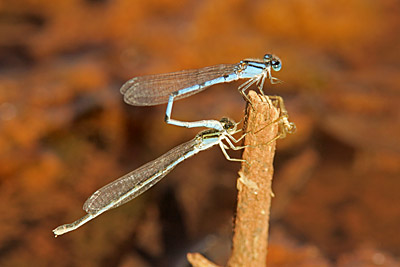 Familiar Bluet damselflies (mating)