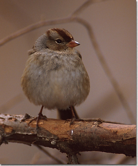 Field Sparrow