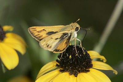 Fiery Skipper (Hylephila phyleus)