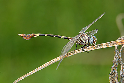 Five-striped Leaftail dragonfly