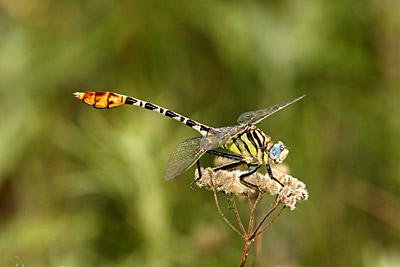 Flag-tailed Spinyleg dragonfly (male)