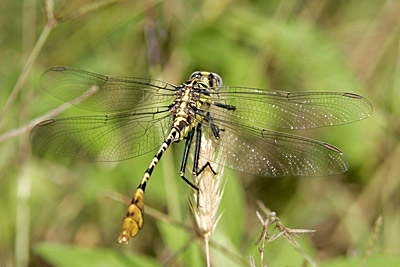 Flag-tailed Spinyleg dragonfly (male)