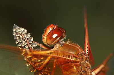 Flame Skimmer Dragonfly