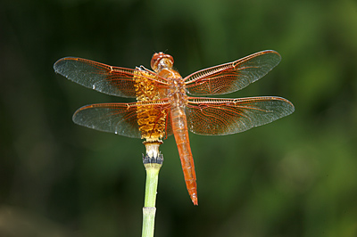 Flame Skimmer Dragonfly