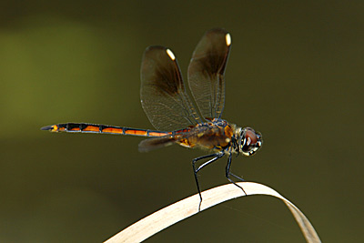 Four-spotted Pennant dragonfly