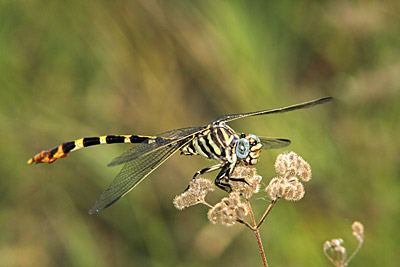 Four-striped Leaftail dragonfly (male)