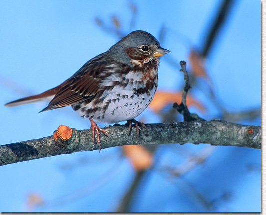 Fox Sparrow