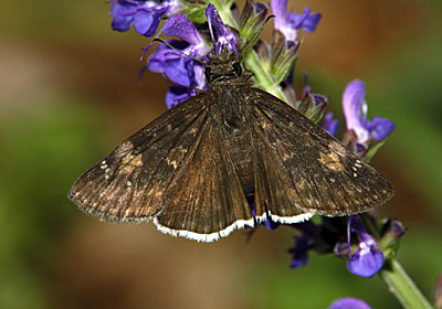 Funereal Duskywing Butterfly