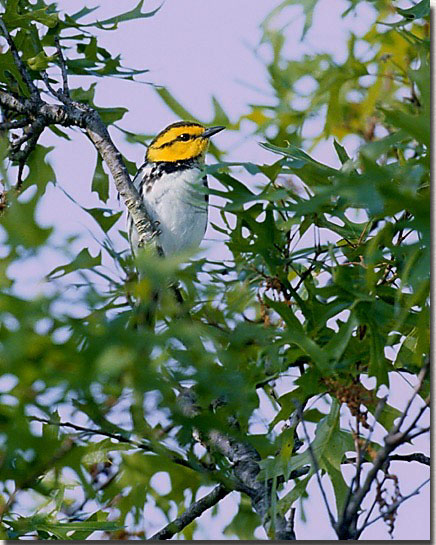 Golden-cheeked Warbler