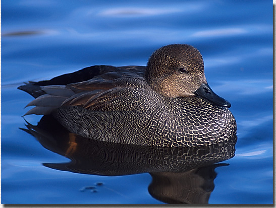 Gadwall