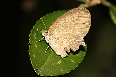 Gemmed Satyr butterfly