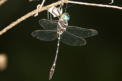 Georgia River Cruiser dragonfly