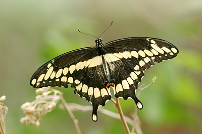 Giant Swallowtail (Papilio cresphontes)