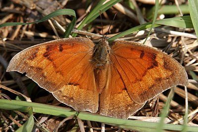 Goatweed Leafwing (Anaea andria) 