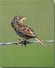 Grasshopper Sparrow