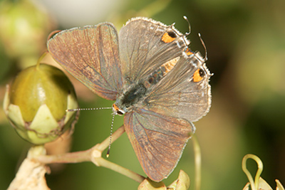 Gray Hairstreak (Strymon melinus)  