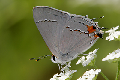 Gray Hairstreak (Strymon melinus)  