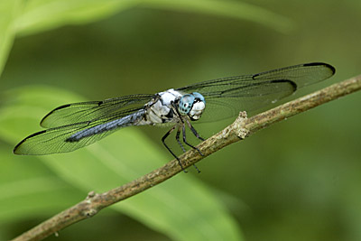 Great Blue Skimmer dragonfly (male)