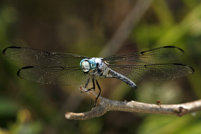 Great Blue Skimmer dragonfly (male)