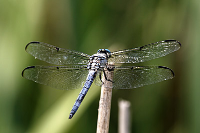 Great Blue Skimmer dragonfly (male)