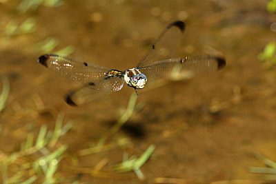 Great Blue Skimmer dragonfly female laying eggs