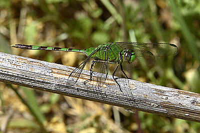 Great Pondhawk dragonfly (male)