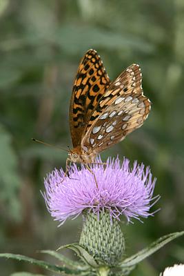 Great Spangled Fritillary (Speyeria cybele)