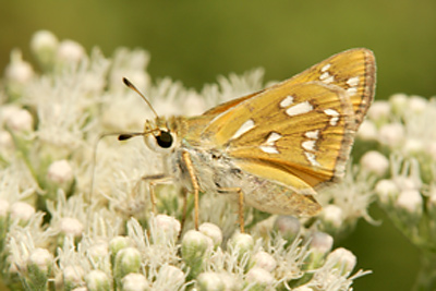 Green Skipper (Hesperia viridis)