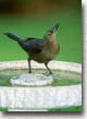 Great-tailed Grackle