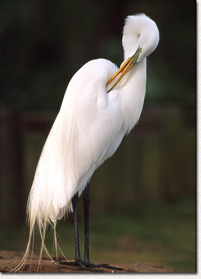 Great Egret