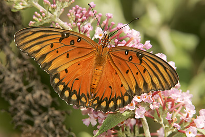 Gulf Fritillary (Agraulis vanillae)