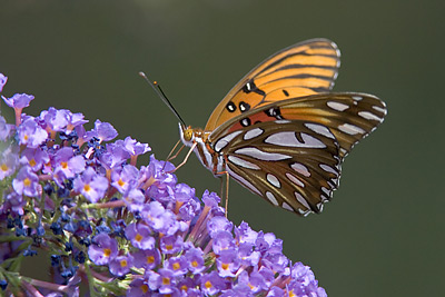 Gulf Fritillary (Agraulis vanillae)