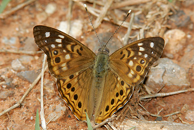 Hackberry Emperor (Asterocampa celtis) 