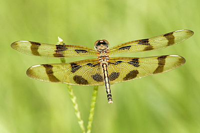 Halloween Pennant dragonfly (female)