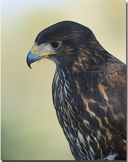 Harris' hawk