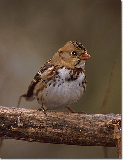 Harris's Sparrow