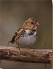 Harris's Sparrow