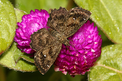 Hayhurst's Scallopwing (Staphylus hayhurstii) 