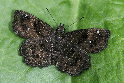 Hayhurst's Scallopwing (Staphylus hayhurstii) 