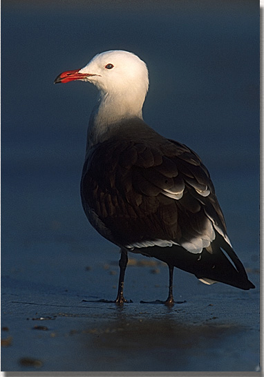 Heermann's Gull