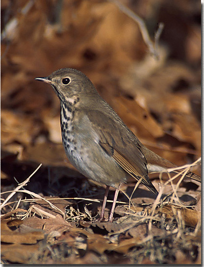 Hermit Thrush