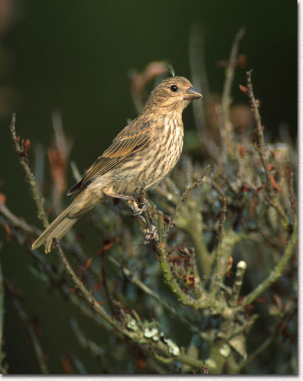 Female House Finch