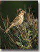 Female House Finch