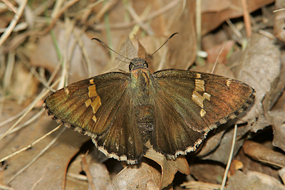 Hoary Edge (Achalarus lyciades)