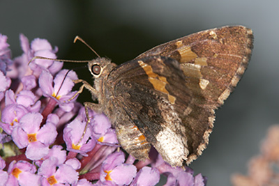 Hoary Edge (Achalarus lyciades)