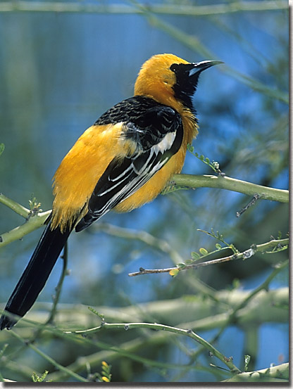 Hooded Oriole