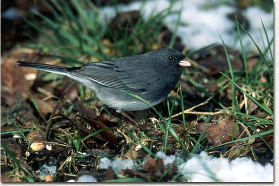 Dark-eyed Junco